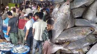 ইলিশ রপ্তানির পর দাম বেড়েছে দেশের বাজারে, ক্রেতাদের নাভিশ্বাস